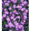Mazus Reptans von BALDUR Garten