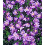 Baldur Garten Mazus Reptans