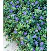 Vinca Minor von BALDUR Garten