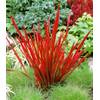 Ziergras Red Baron von BALDUR Garten