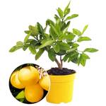 Baldur Garten Zitronen-Bäumchen