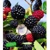 Zuckerbrombeere Asterina von BALDUR Garten