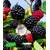 Baldur Garten Zuckerbrombeere Asterina