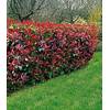 Photinia-Hecke von BALDUR Garten