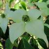 Chinesischer Blumen-Hartriegel von PlantaPro