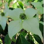 PlantaPro Chinesischer Blumen-Hartriegel