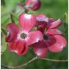 Blumen Hartriegel Cherokee Princess von Baumschule