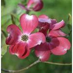 Baumschule Blumen Hartriegel Cherokee Princess