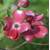 Baumschule Blumen Hartriegel Cherokee Princess
