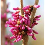 Baumschule Chinesischer Judasbaum Avondale