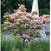 Cornus kousa chinensis Rosabella von Baumschule