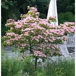 Baumschule  Cornus kousa chinensis Rosabella