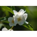 Baumschule Gold Bauernjasmin