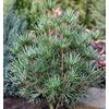 Japanische Schirmtanne Beauty Green von Baumschule