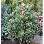 Baumschule Japanische Schirmtanne Beauty Green