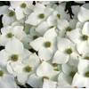 Japanischer Blumenhartriegel Milky Way von Baumschule