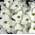 Japanischer Blumenhartriegel Milky Way von Baumschule