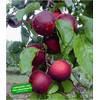 Aprikosenbaum Cherrykose von BALDUR Garten