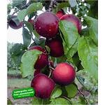 Baldur Garten Aprikosenbaum Cherrykose
