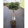 Abies koreana Kristallkugel von Baumschule Pflanzenvielfalt