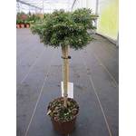 ‎Baumschule Pflanzenvielfalt Abies koreana Kristallkugel