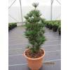 Beauty Green - Sciadopitys verticillata von Baumschule Pflanzenvielfalt