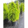 Thuja occidentalis Golden Smaragd von Baumschule Pflanzenvielfalt