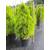 Baumschule Pflanzenvielfalt Thuja occidentalis Golden Smaragd