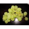 Vitis vinifera Sugraone von Baumschule Pflanzenvielfalt