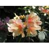 Zinnoberroter Rhododendron von Baumschule Pflanzenvielfalt