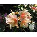 Baumschule Pflanzenvielfalt Zinnoberroter Rhododendron