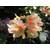Baumschule Pflanzenvielfalt Zinnoberroter Rhododendron