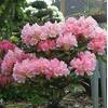 Rhododendron Loreley von Baumschule