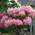 Rhododendron Loreley von Baumschule