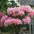 Baumschule Rhododendron Loreley