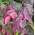 Roter Judasbaum Forest Pansy von Baumschule
