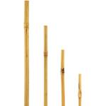 bellissa Bambusrohre