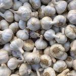 Beringmeier Samen und Saaten Pflanzknoblauch