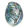 Abalone-Muschel von Besportble