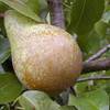 Charneux Birnenbaum von Pille Baumschulen