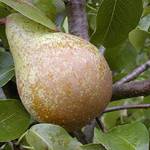 Pille Baumschulen Charneux Birne