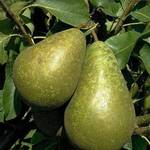 Pille Baumschulen Conference Birne