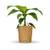 Bloomify Bananenpflanze Bob