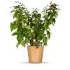Bio Brombeere Bernd von BLOOMIFY
