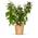 Bio Brombeere Bernd von BLOOMIFY