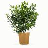 Blaubeere Bodo von BLOOMIFY