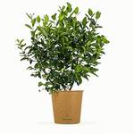 Bloomify Blaubeere Bodo
