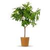 Mandelbaum von BLOOMIFY