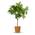 Mandelbaum von BLOOMIFY