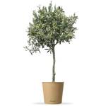 Bloomify Olivenbaum Olivia